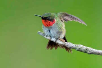 6 Types of Hummingbirds in Wisconsin (Pictures and Identification)