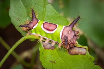 20 Dangerous Caterpillars in Florida (Pictures and Identification)