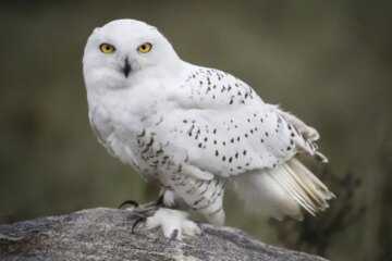9 Birds in Maine That Appear Only After Snowstorms
