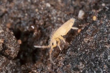 10 Tiny Insects in Florida That Most People Mistake for Dust