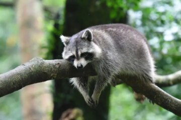 Strange Nocturnal Behaviors of Raccoons in Ohio You Don’t Know