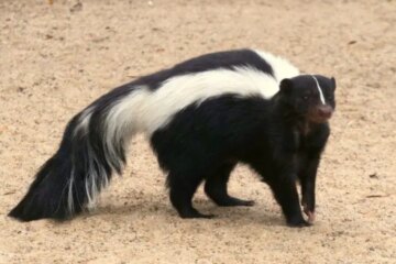 2 Types of Skunks in Illinois (With Pictures and Identification)
