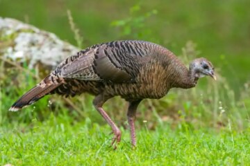 Surprising Foods Consumed by Wild Turkeys in Arkansas