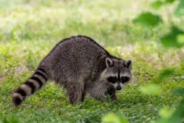 Texas Raccoons After Dark: Behaviors You Never Knew