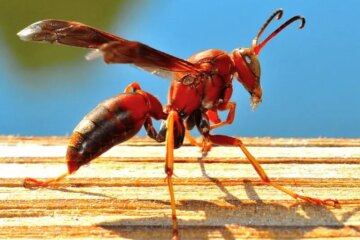 The Hidden Venom Secrets of the Texas Red Paper Wasp