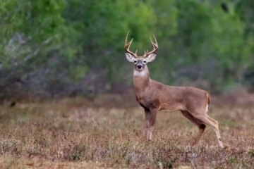 3 Types of Deer in North Dakota (With Pictures and Identification)