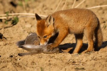 The Little-Known Diet of Foxes in Maine Coastal Forests