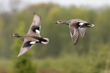 The Ultimate Guide to Duck Hunting in Louisiana’s Wetlands