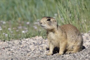 The Utah Prairie Dog Code Scientists Still Can’t Decode