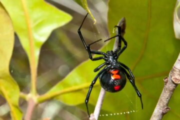 The Venom Secrets of the Western Black Widow in Colorado