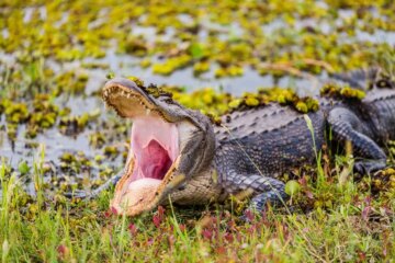 What Alligators Eat in Louisiana Marsh Habitats