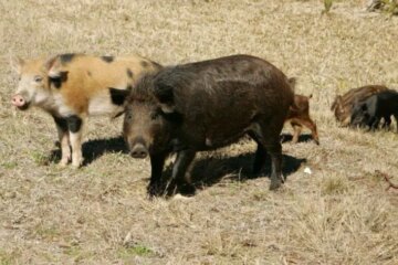 What Attracts Wild Hogs in Texas and Why They Spread So Fast