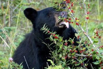What Bears Eat in Oregon Berry Season