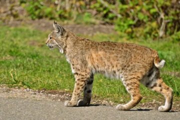 What Bobcats Hunt in Georgia Woodlands