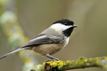 What Chickadees Survive On in Maine During Deep Cold