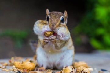 What Chipmunks Are Eating to Survive Winter in Minnesota