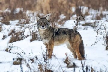 What Coyotes Depend On During Texas’ Coldest Months