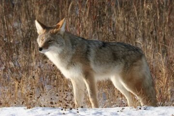 What Coyotes Eat in Oregon’s Rainy Months