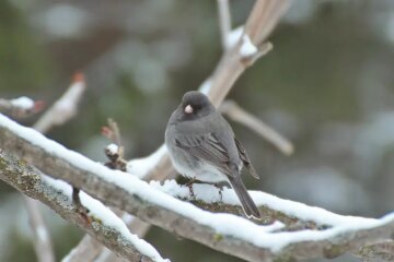 What Dark Eyed Juncos Survive On in New Hampshire’s Cold