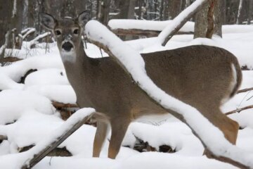 What Deer Eat to Survive North Carolina’s Cold Winter