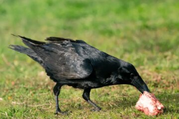 What Do Crows Eat in Massachusetts During Winter?