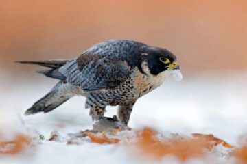 What Do Falcons Eat in Winter in Colorado?