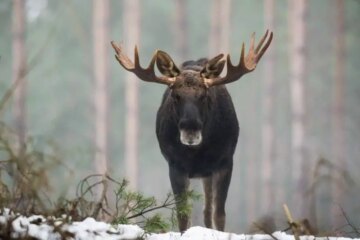 What Do Moose Eat in Winter in Maine Forests?