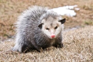 What Do Opossums Eat in Winter in Missouri?