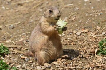 What Do Prairie Dogs Eat in Winter in South Dakota?