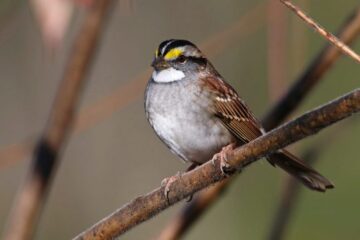 What Do Sparrows Eat in Winter in Pennsylvania?