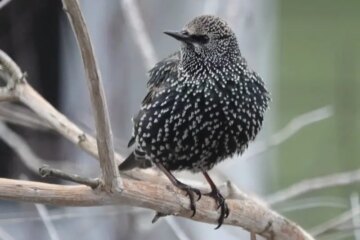 What European Starlings Survive On in Pennsylvania Winter