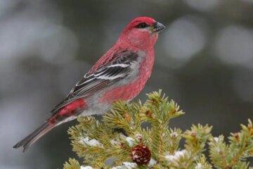 What Finches Rely On During Iowa’s Deep Winter