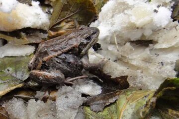 What Frogs Feed On When Michigan Waters Turn Icy