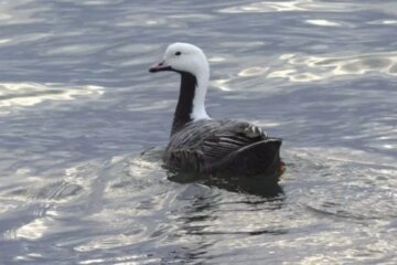 What Geese Depend On During Wisconsin’s Cold Season