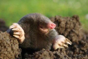 What Moles Feed On Beneath Frozen Ground in Illinois Winter