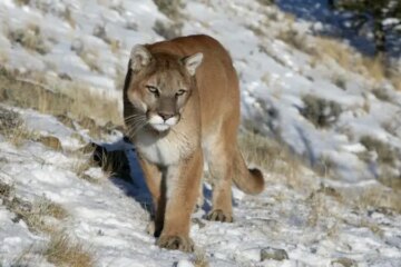 What Mountain Lions Eat in Colorado High Country
