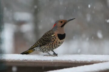 What Northern Flickers Feed On in Michigan During Winter