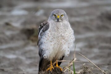 What Northern Harriers Eat Across California in Winter