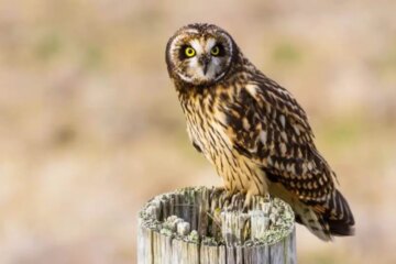 What Owls Eat in Washington Forests