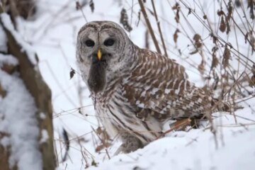 What Owls in Pennsylvania Hunt When Snow Covers the Ground