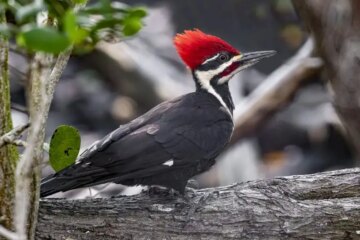 What Pileated Woodpeckers Eat in Washington During Winter