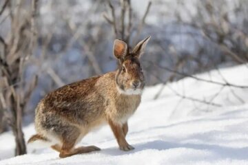 What Rabbits Are Finding to Eat in Ohio During Winter
