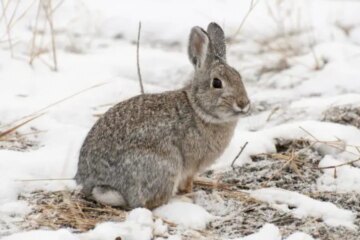 What Rabbits Eat During Winter in Michigan