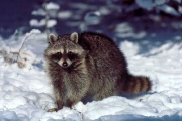 What Raccoons Feed On During Illinois’ Chilly Months