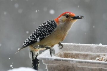 What Red Bellied Woodpeckers Feed On in Indiana Winter