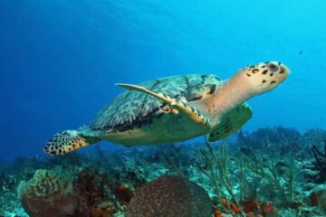What Sea Turtles Eat Near Florida’s Shallow Reefs