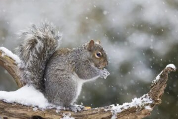 What Squirrels Eat When Massachusetts Turns Freezing