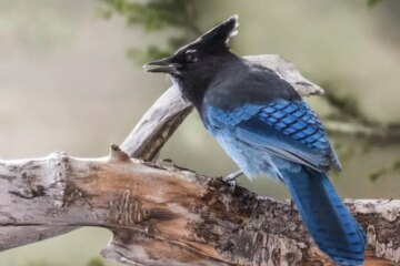 What Stellar’s Jays Survive On in Oregon’s Cold Months