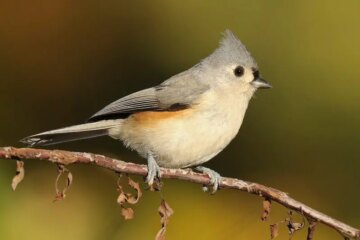 What Tufted Titmice Eat in Virginia During the Cold Season