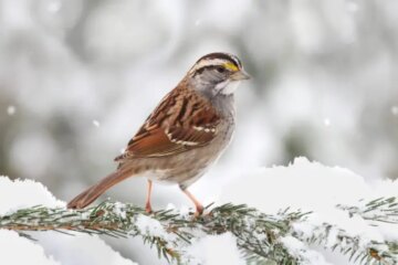 What White Throated Sparrows Eat Through Maine Winter